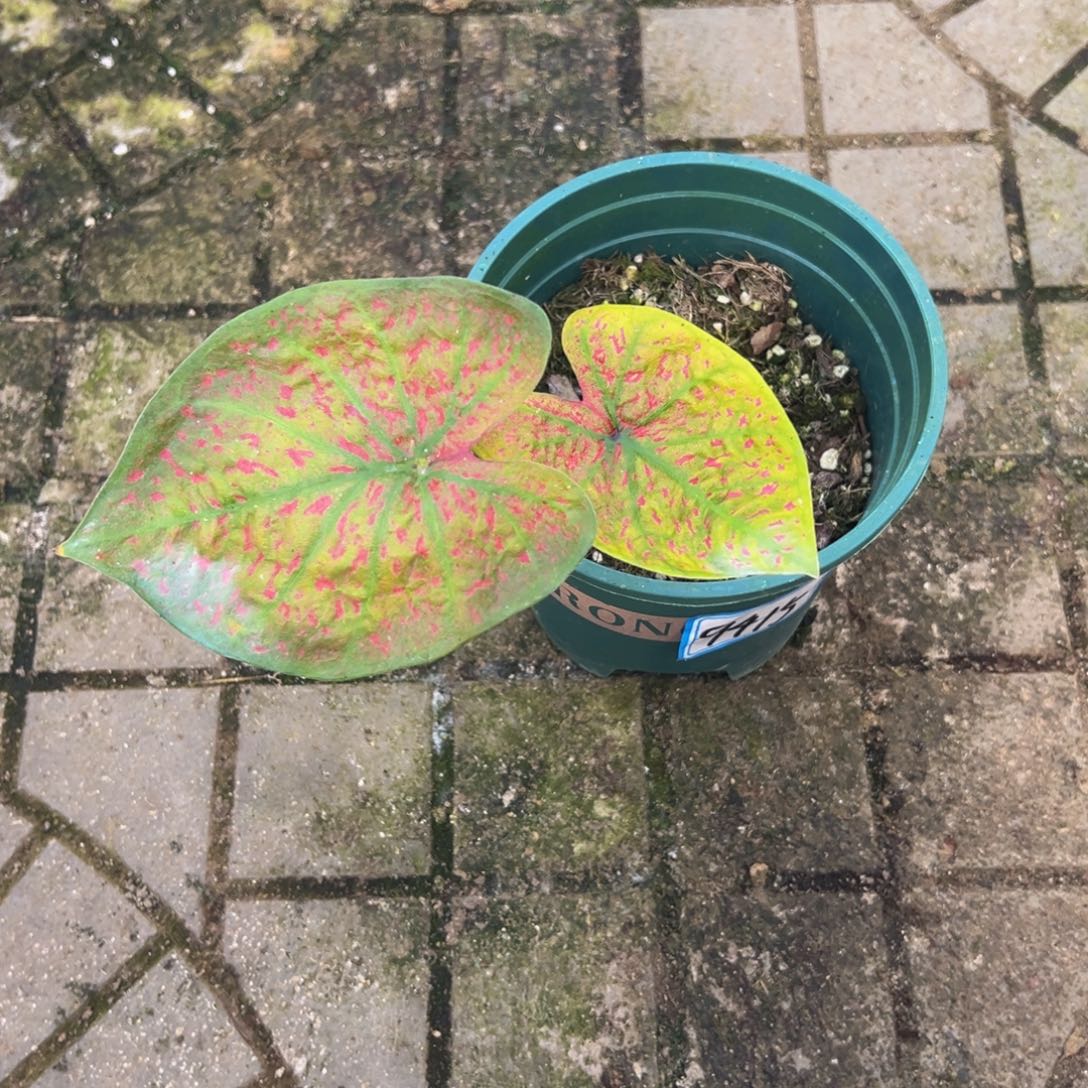 c***陈完全开放9415泰彩