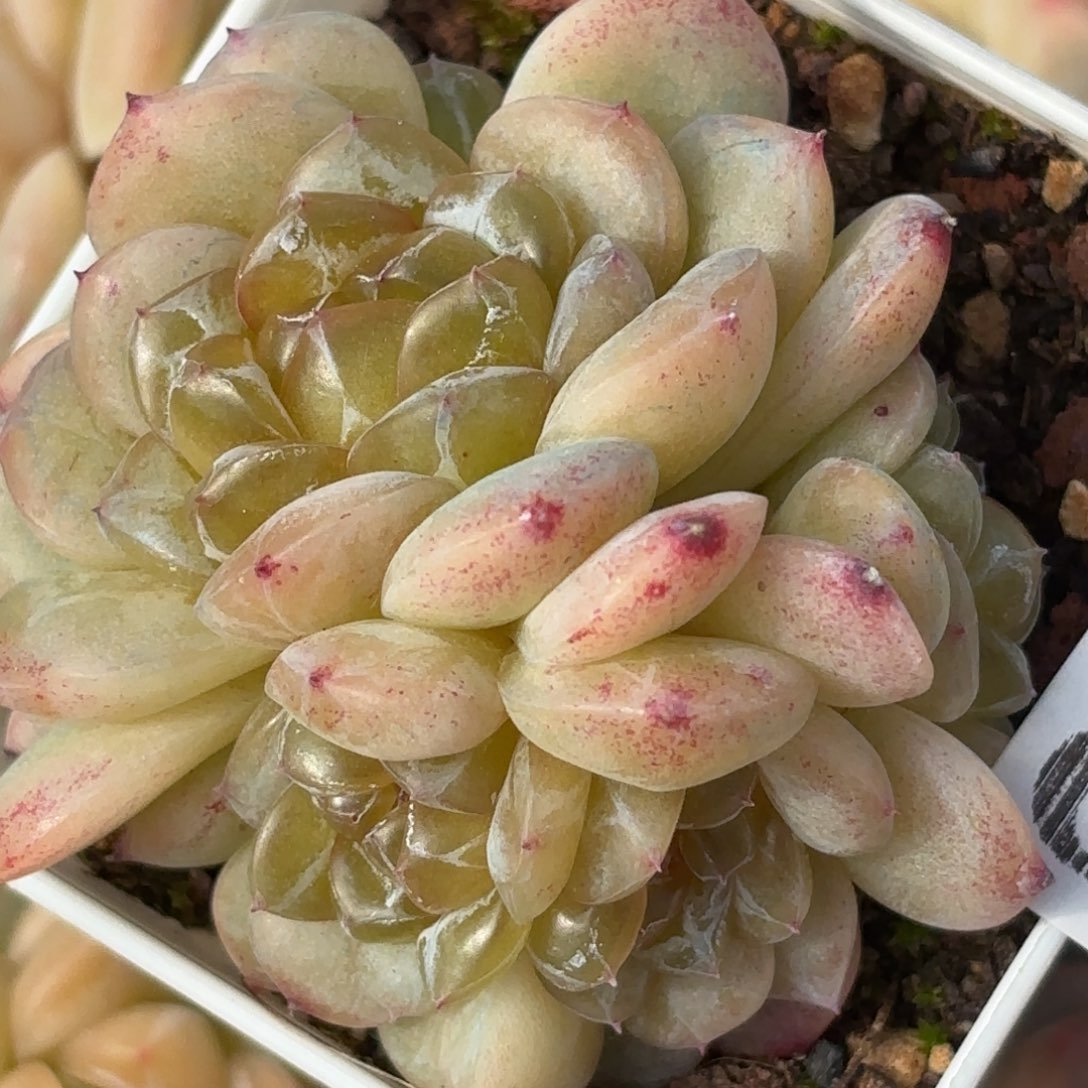 044五头珍妮日我在你心里就是最