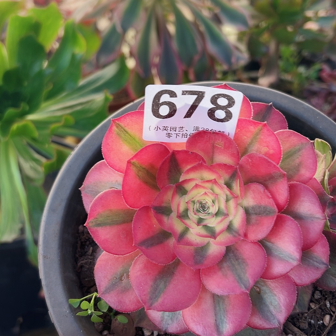荔枝678多肉植物多肉植物