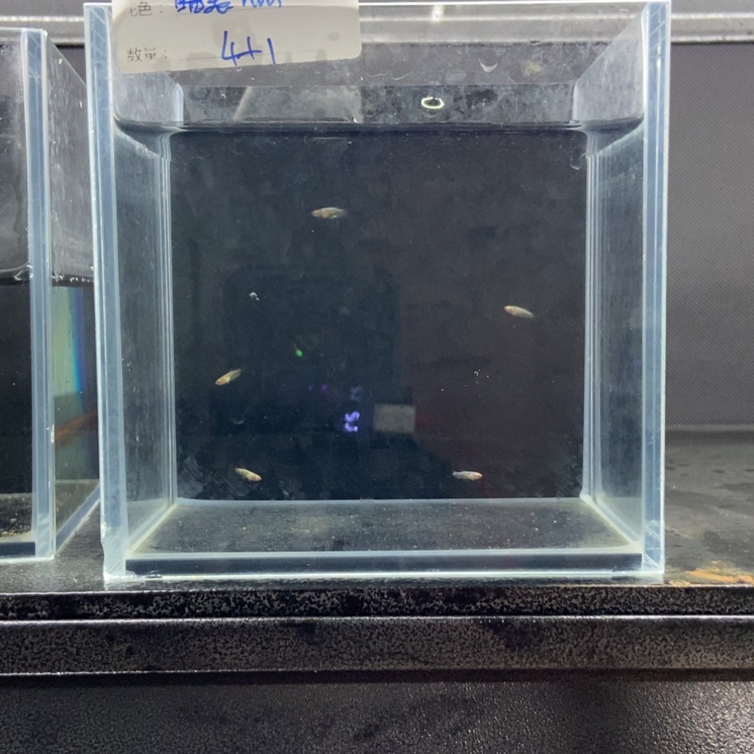 斗鱼包活不包损所见即所得032