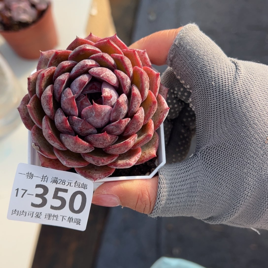 蓝莓多肉多肉多肉多