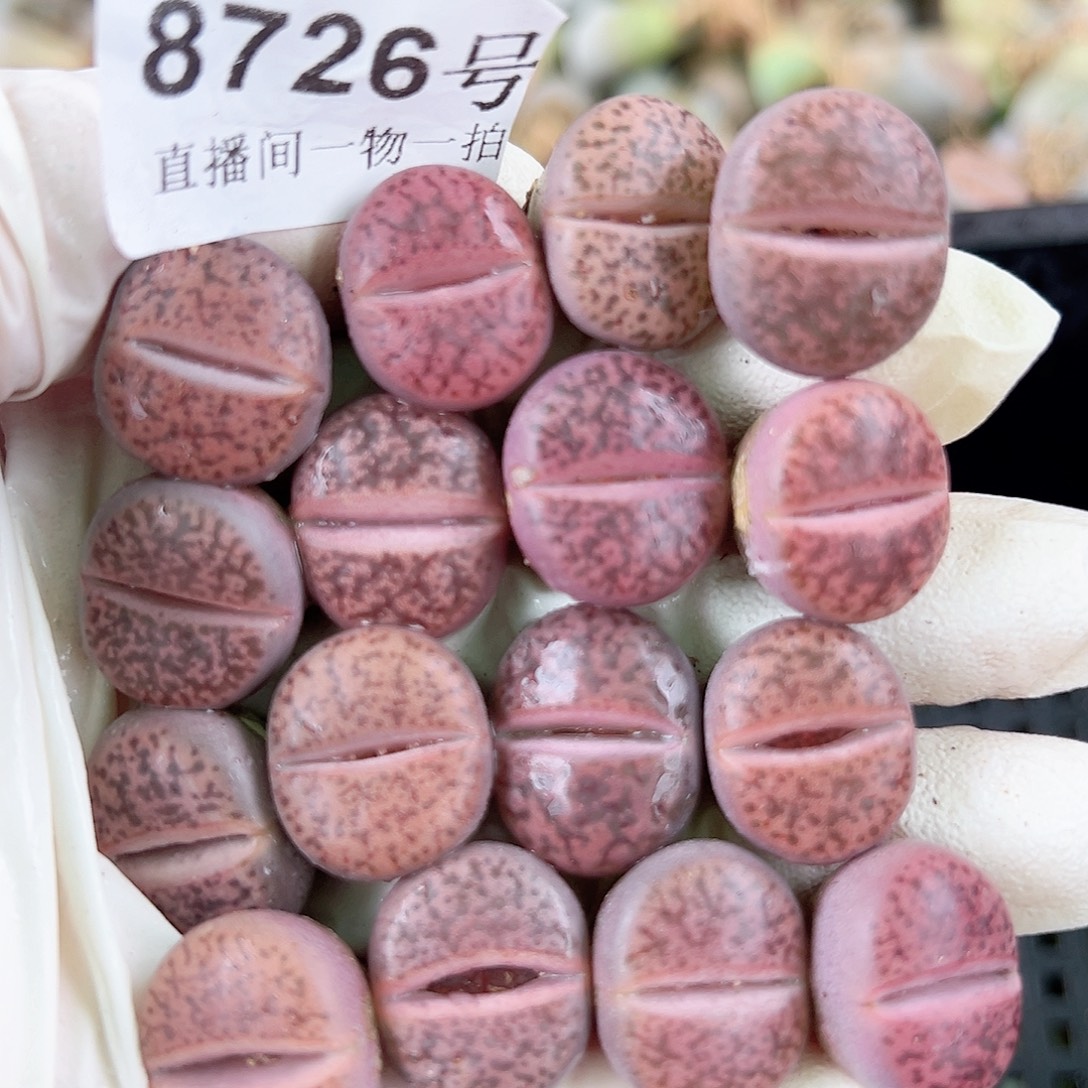8726 好养易活生石花大母本16个1.6cm左右