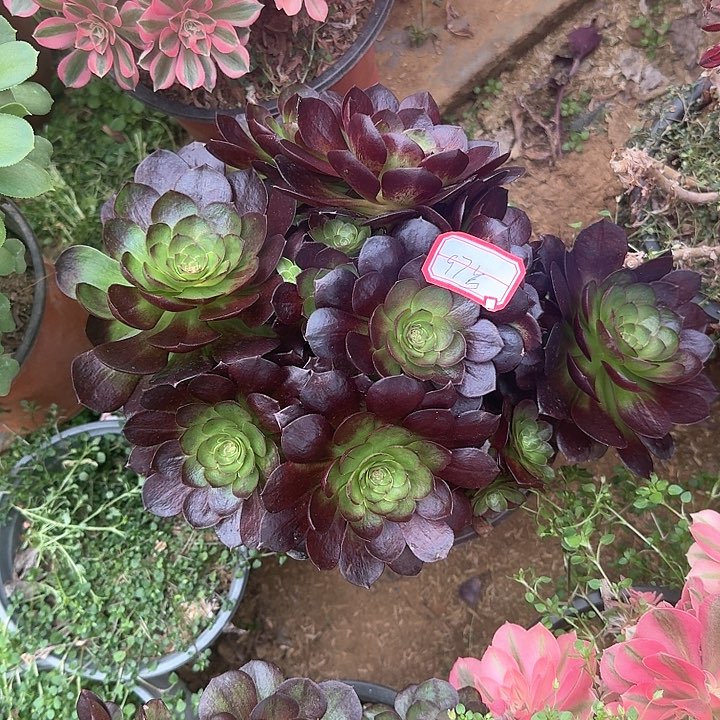 多肉植物法师97号无售后