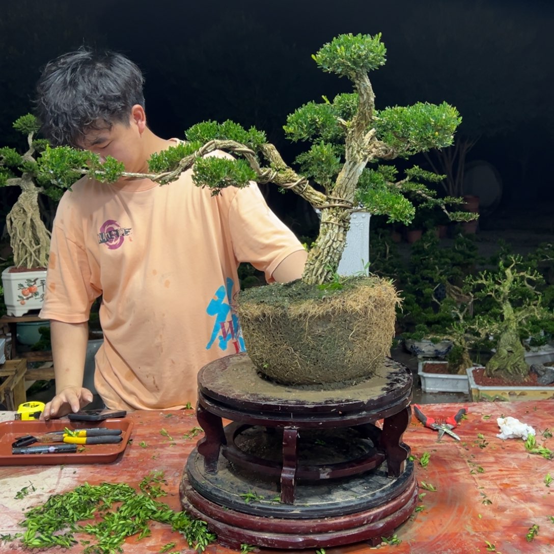 无花朵广东皱皮雀舌黄杨
