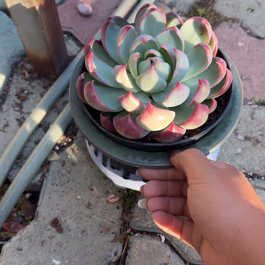 青***荷大号宽边帽檐多肉植物