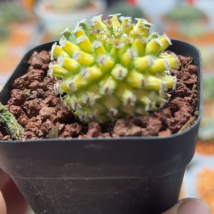 泡****十二卷多肉海胆锦