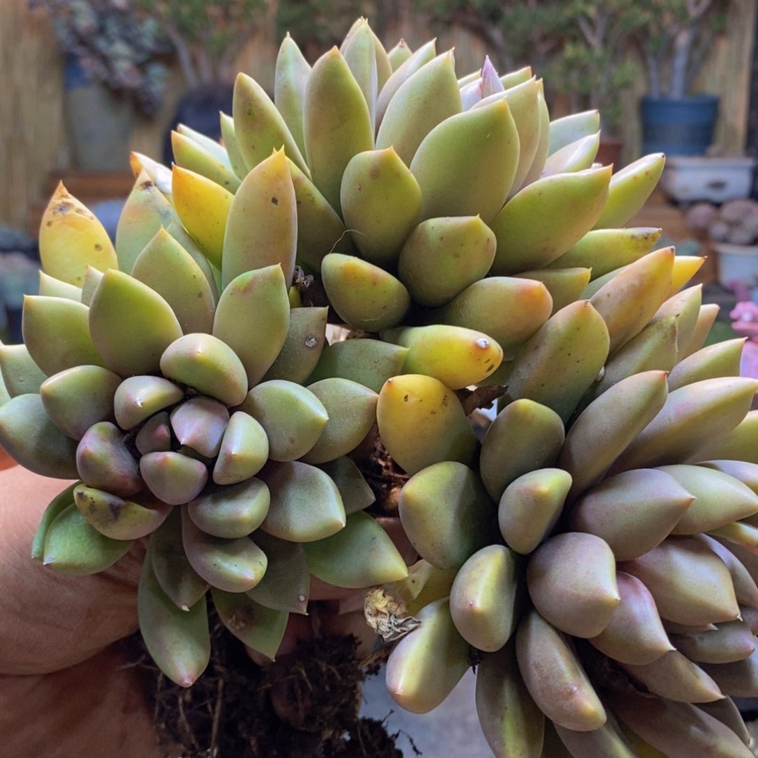 @*零H284号象牙多肉