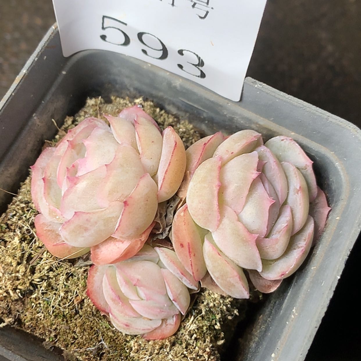 【闪购商品】云593