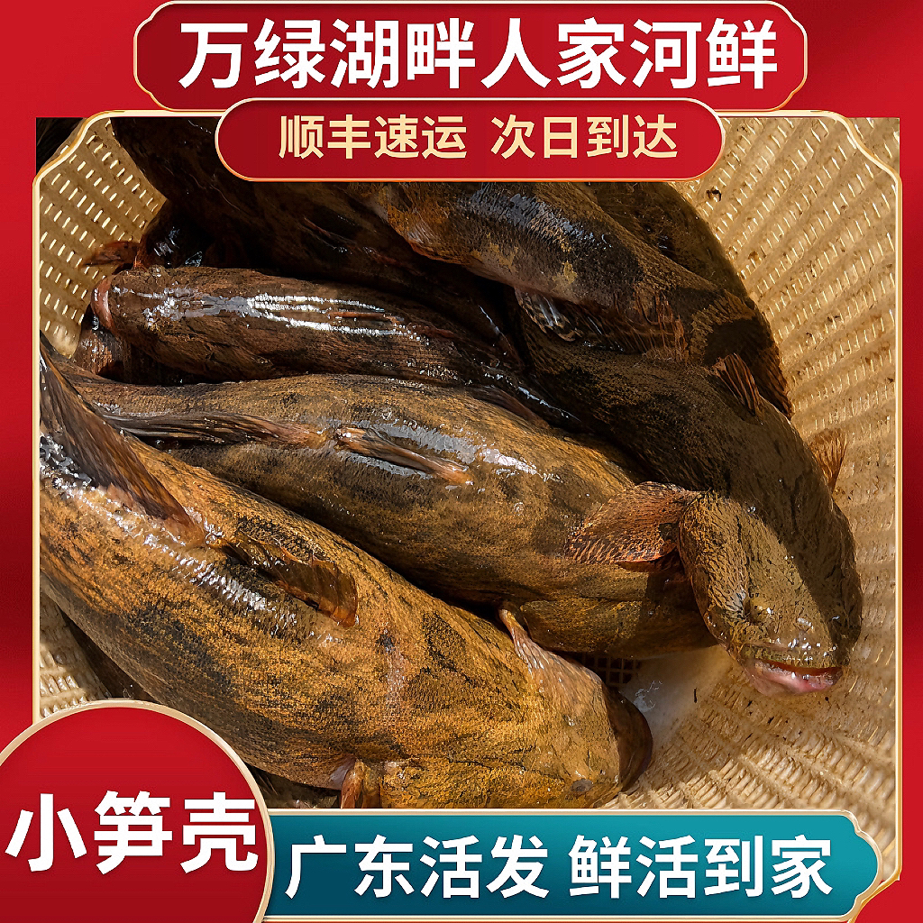 正宗万绿湖小笋壳鱼小竹壳鱼沙塘豊靓河鲜小鱼