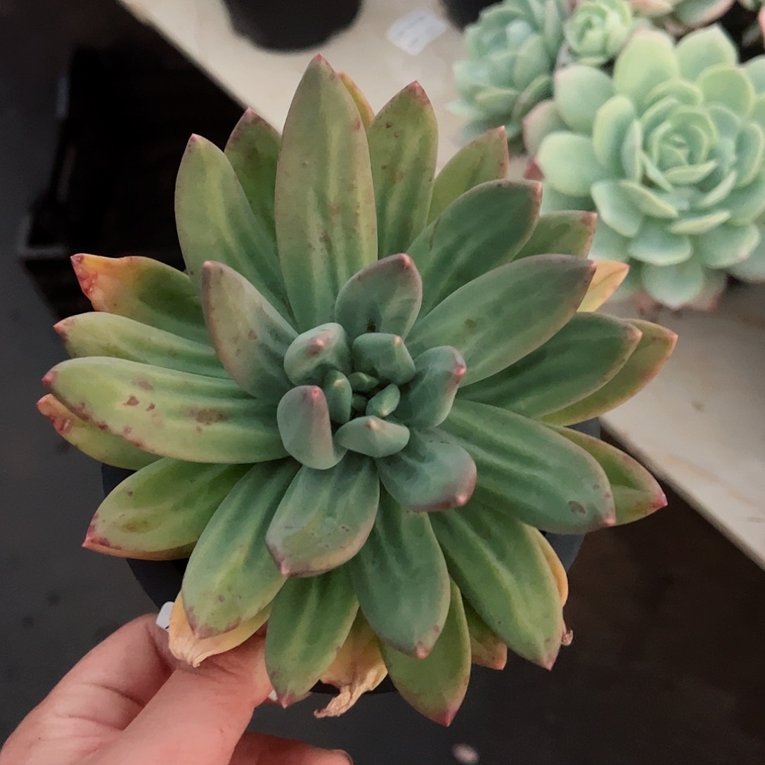 海洋之歌大单头多肉