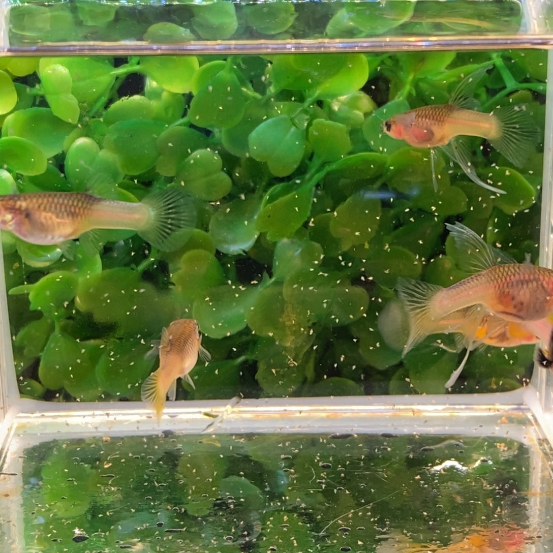 孔雀鱼炭黑粉猫大c两条 普通四条