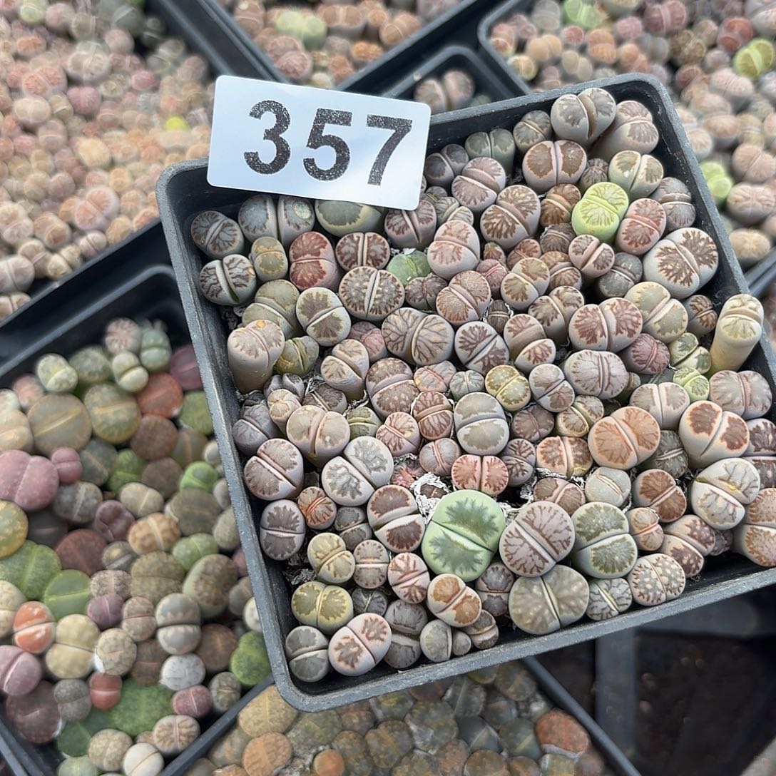 紫***壶生石花一物一拍十公分盆357