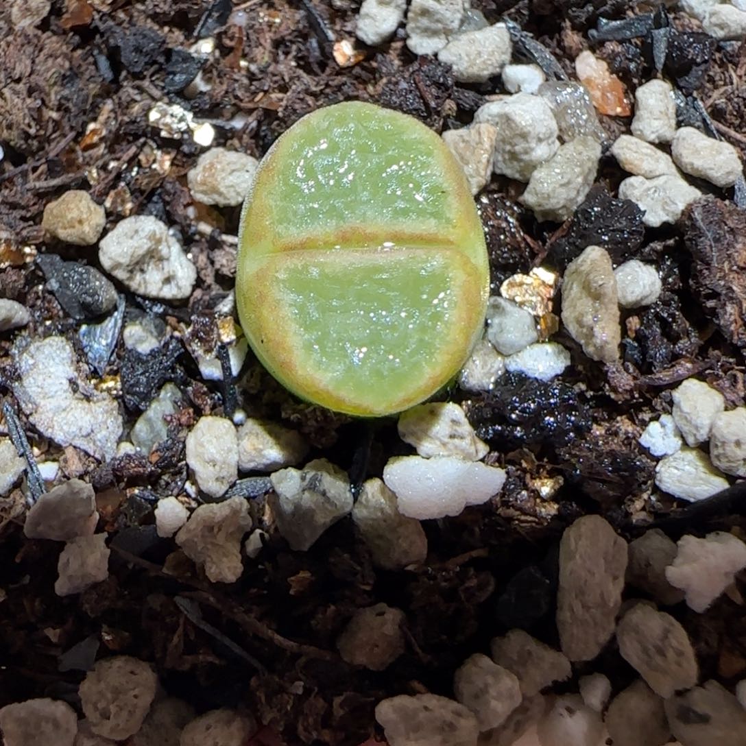 肉锥多肉植物百科-1797.7风铃370