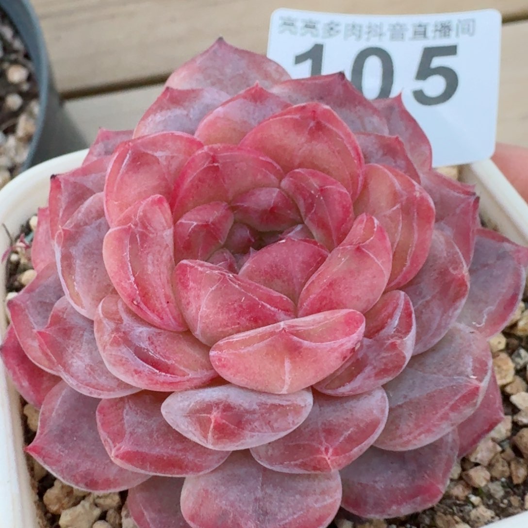 紫魄         精品多肉
