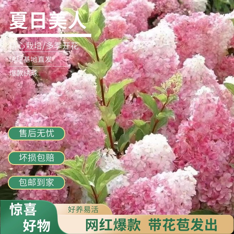 【夏日美人】圆锥绣球花  白绿色生花苞发货 基地直发包邮 后期变色