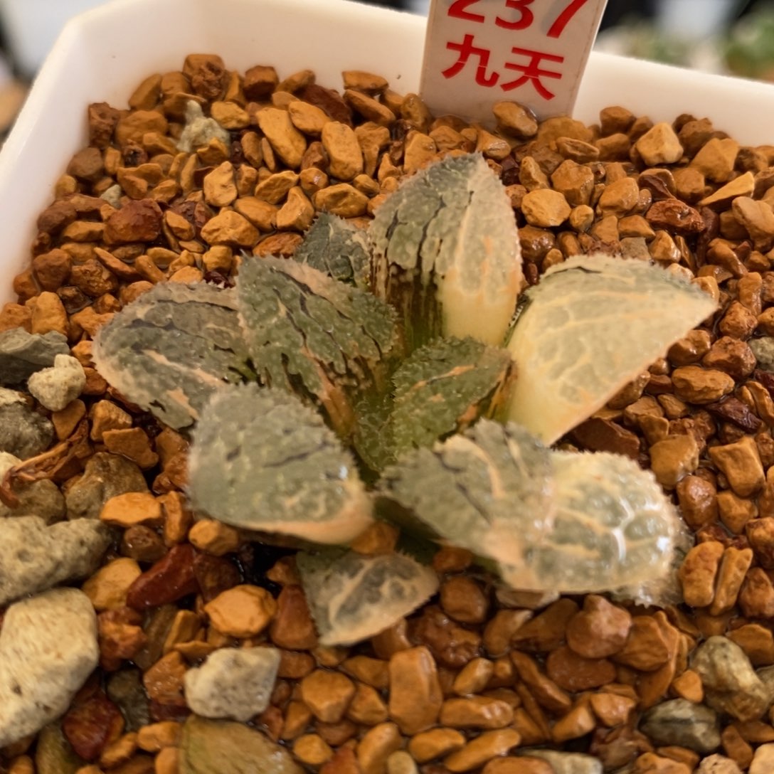 237号具味城锦多肉植物