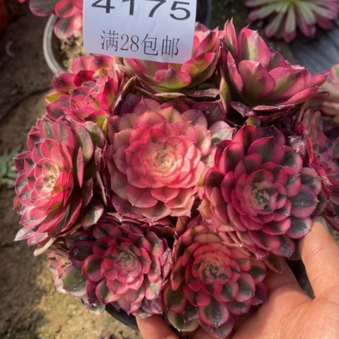 荔枝多肉多肉4175