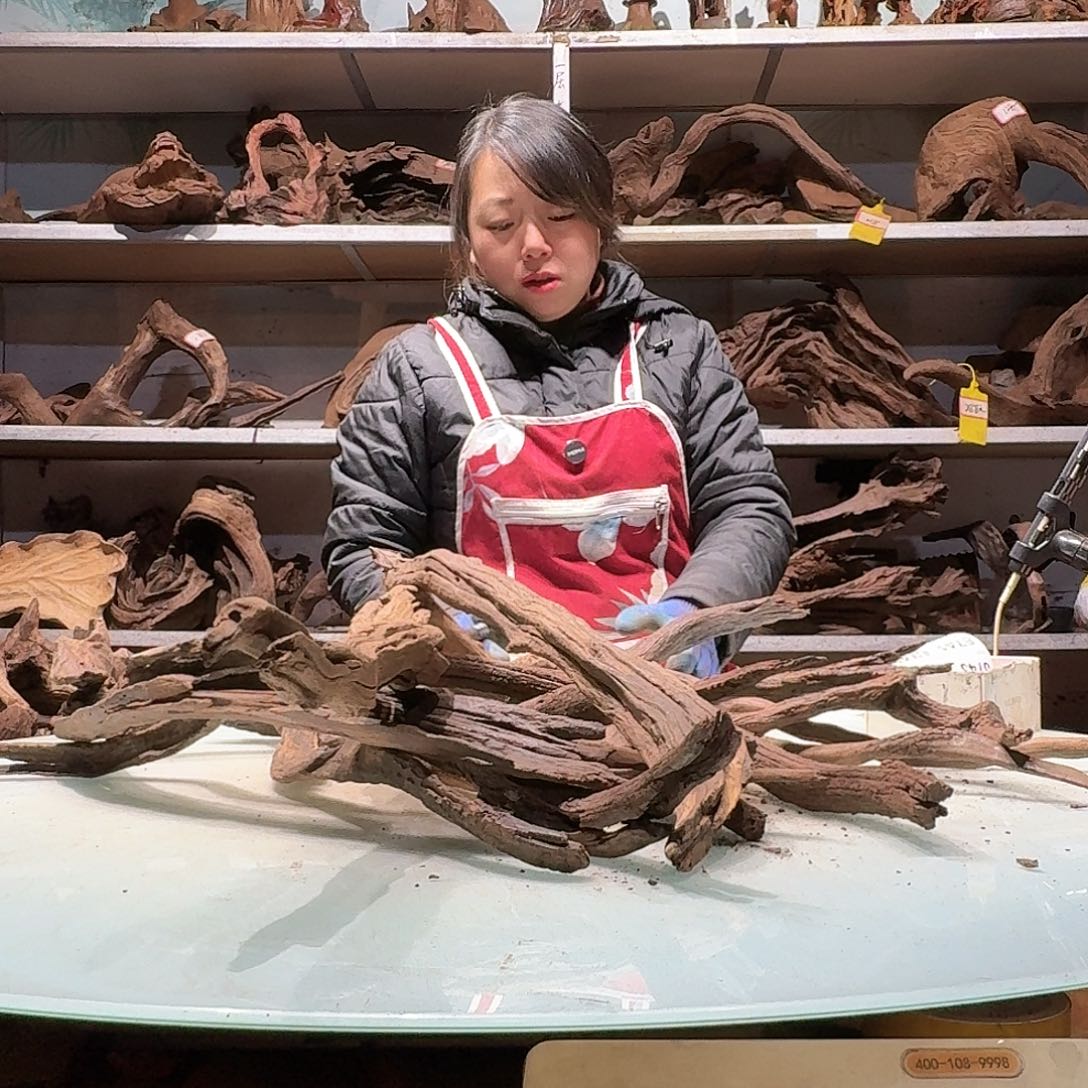 倍褚沉木不包损必褪色杰****76731紫柚枝条