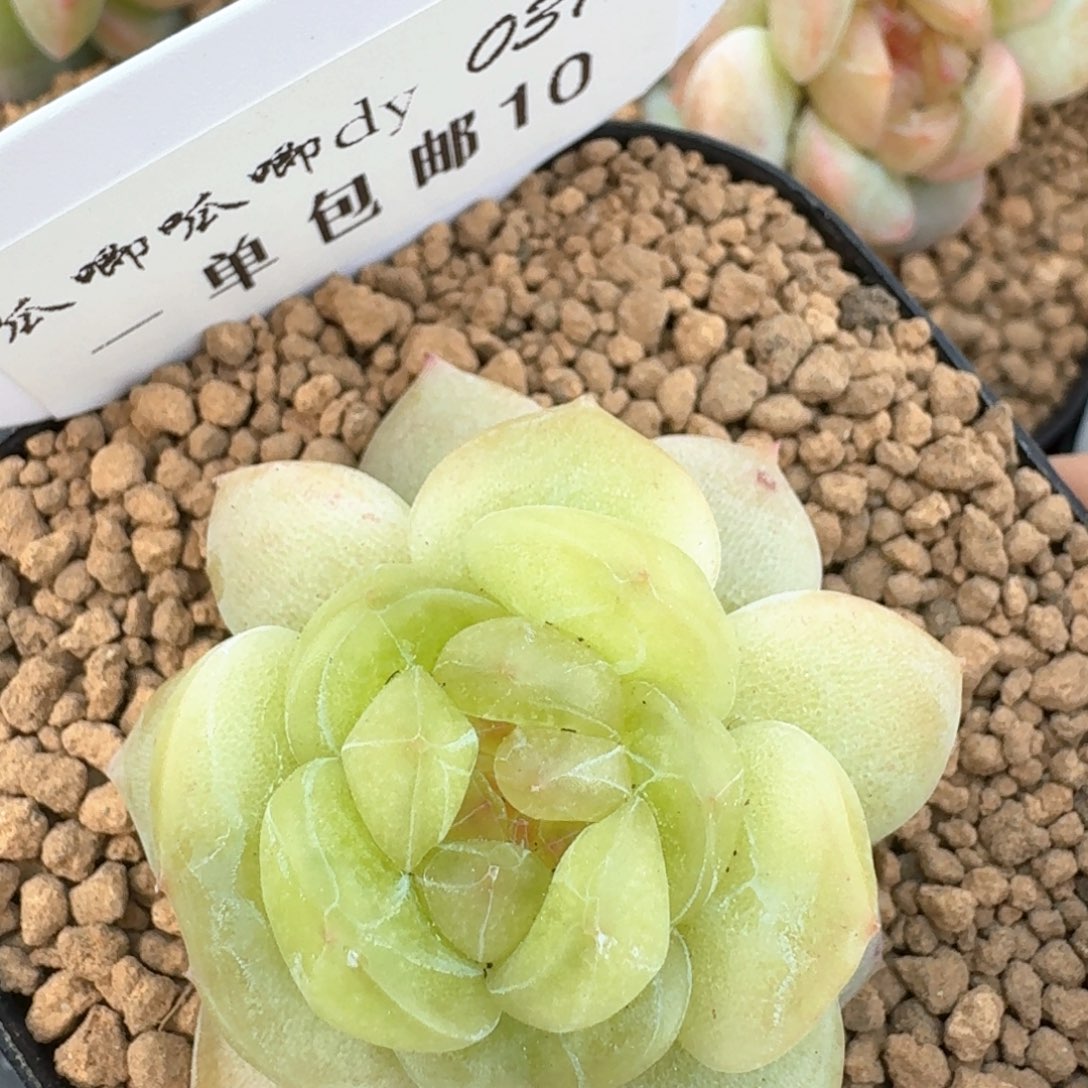 0314-010-晴芸四单头