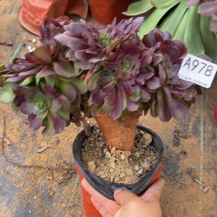 万缀多肉植物978.