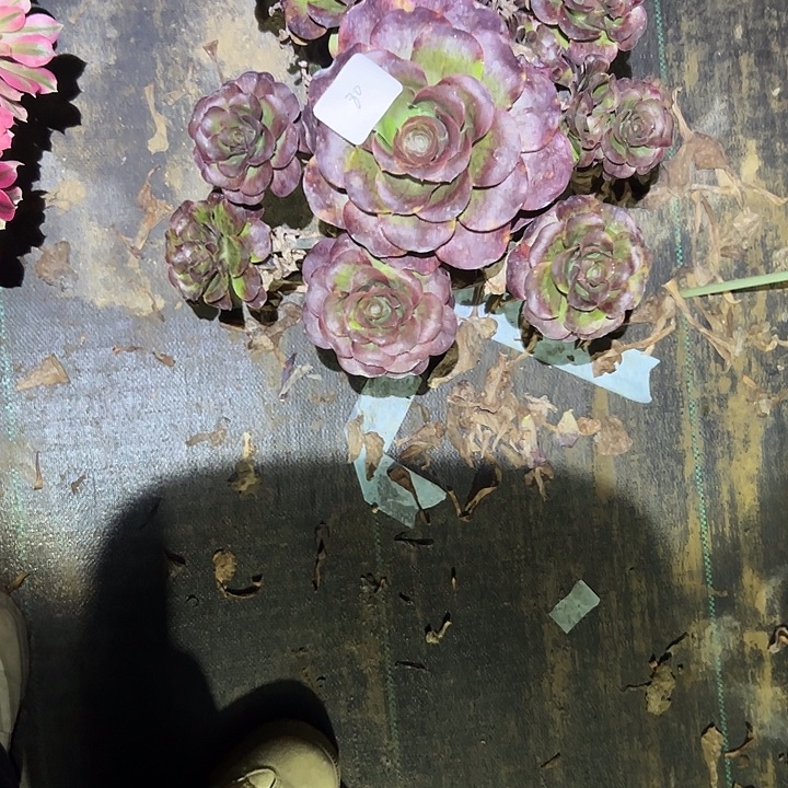 一单包邮不包侧枝80