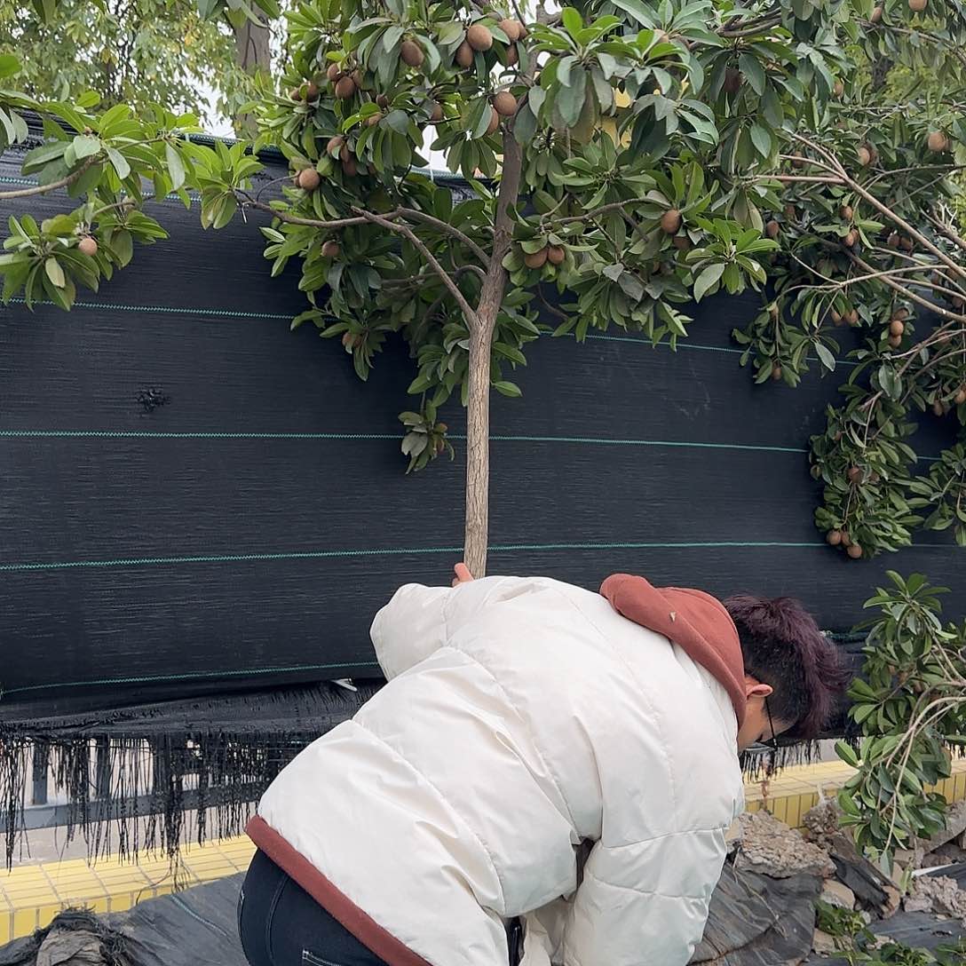 鹏***兰金都一号果树111111111111111