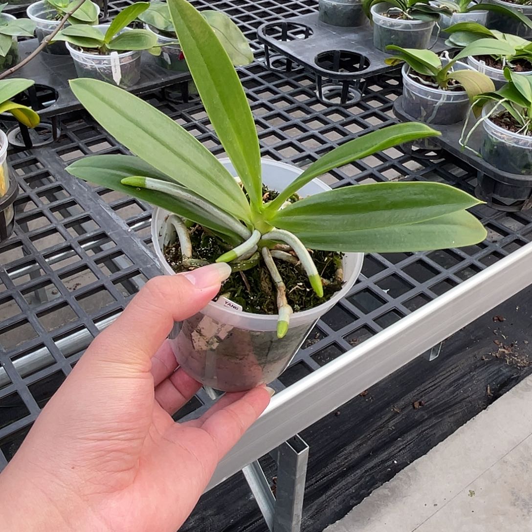 完全开放3.5黄鹿角 苗 3333号