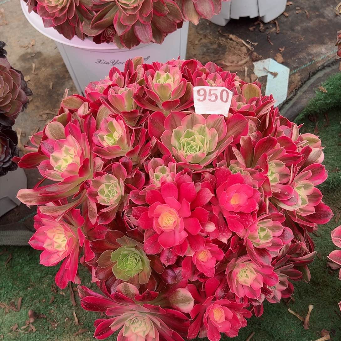 950男神法师多肉植物