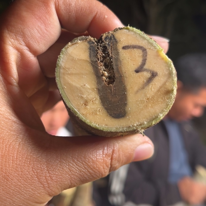 沉香沉香碎屑奇楠原木一根3号