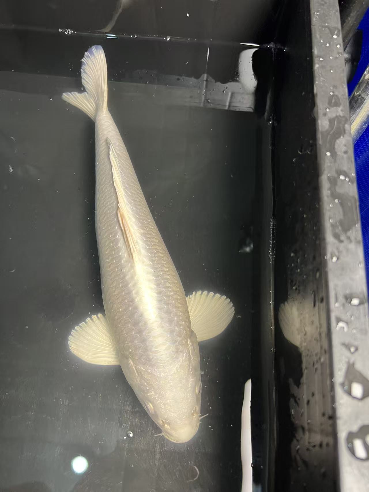 锦鲤白金27-37cm【包邮包损】