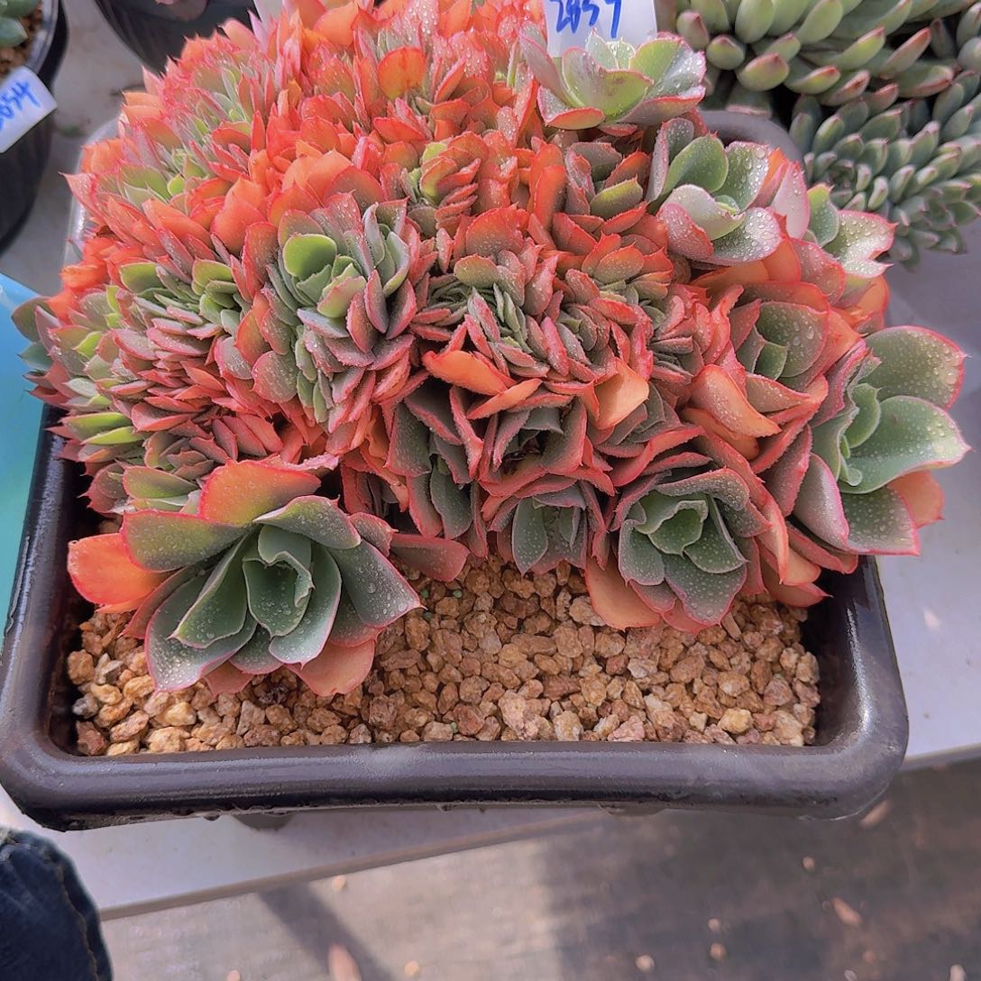 2859芬克缀多肉植物