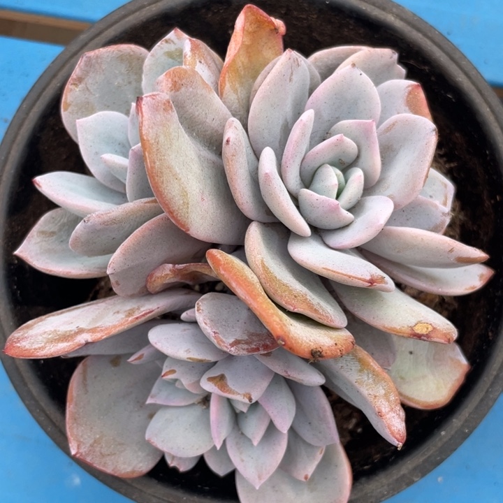 韩版奶茶，5头自然群，粗腿