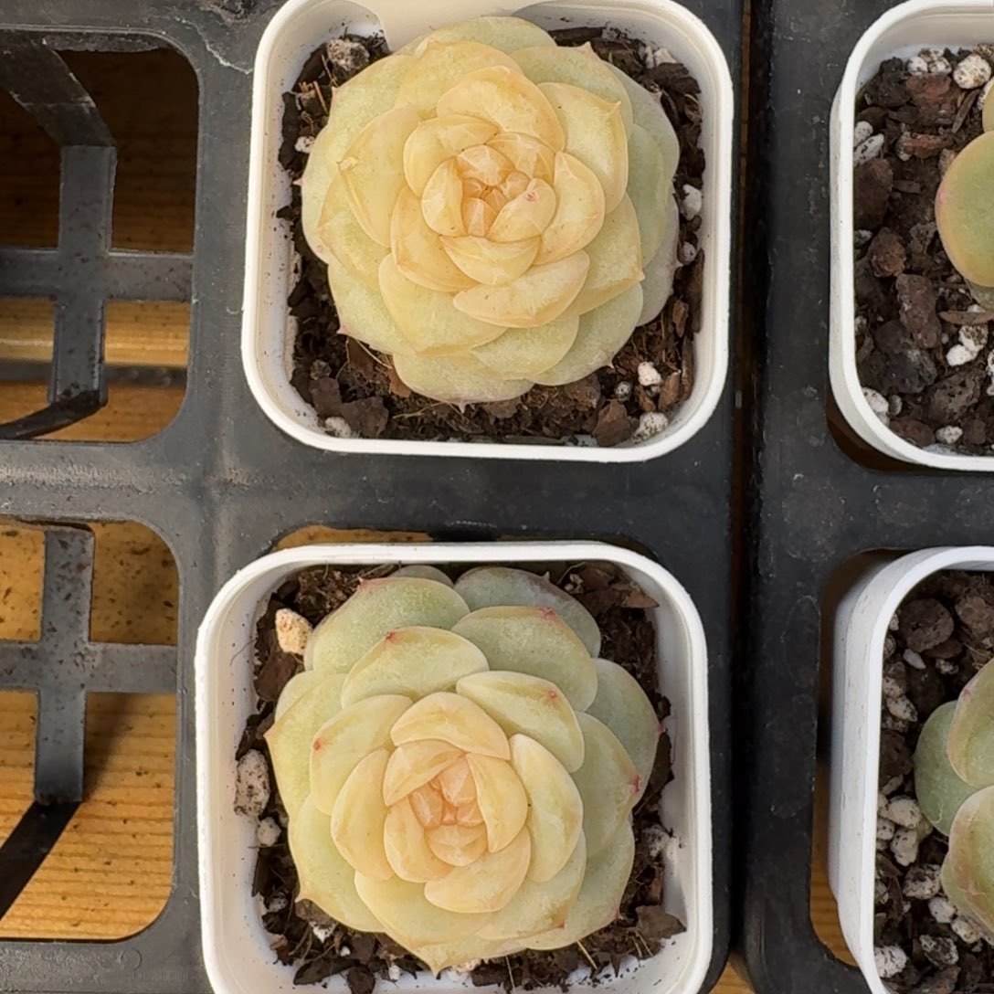 1213-07-甜白釉一颗量拍