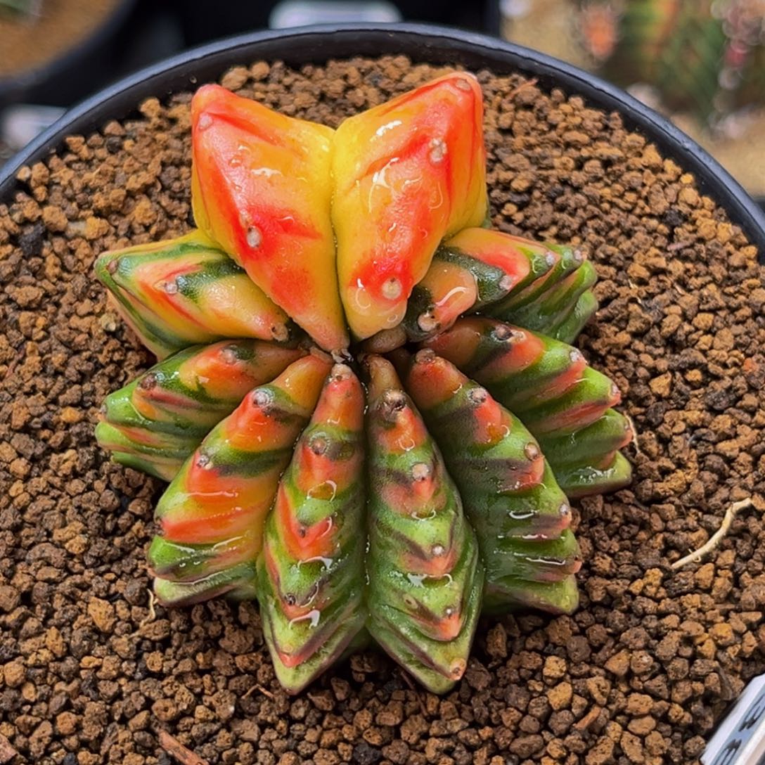 貘锦怪兽 米哈仙人球