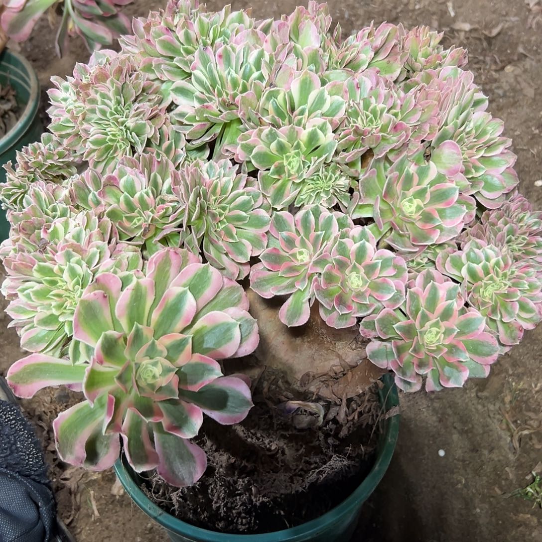 多肉331植物粉女巫缀花