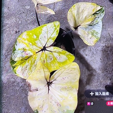 35-0305彩叶芋泰国发货