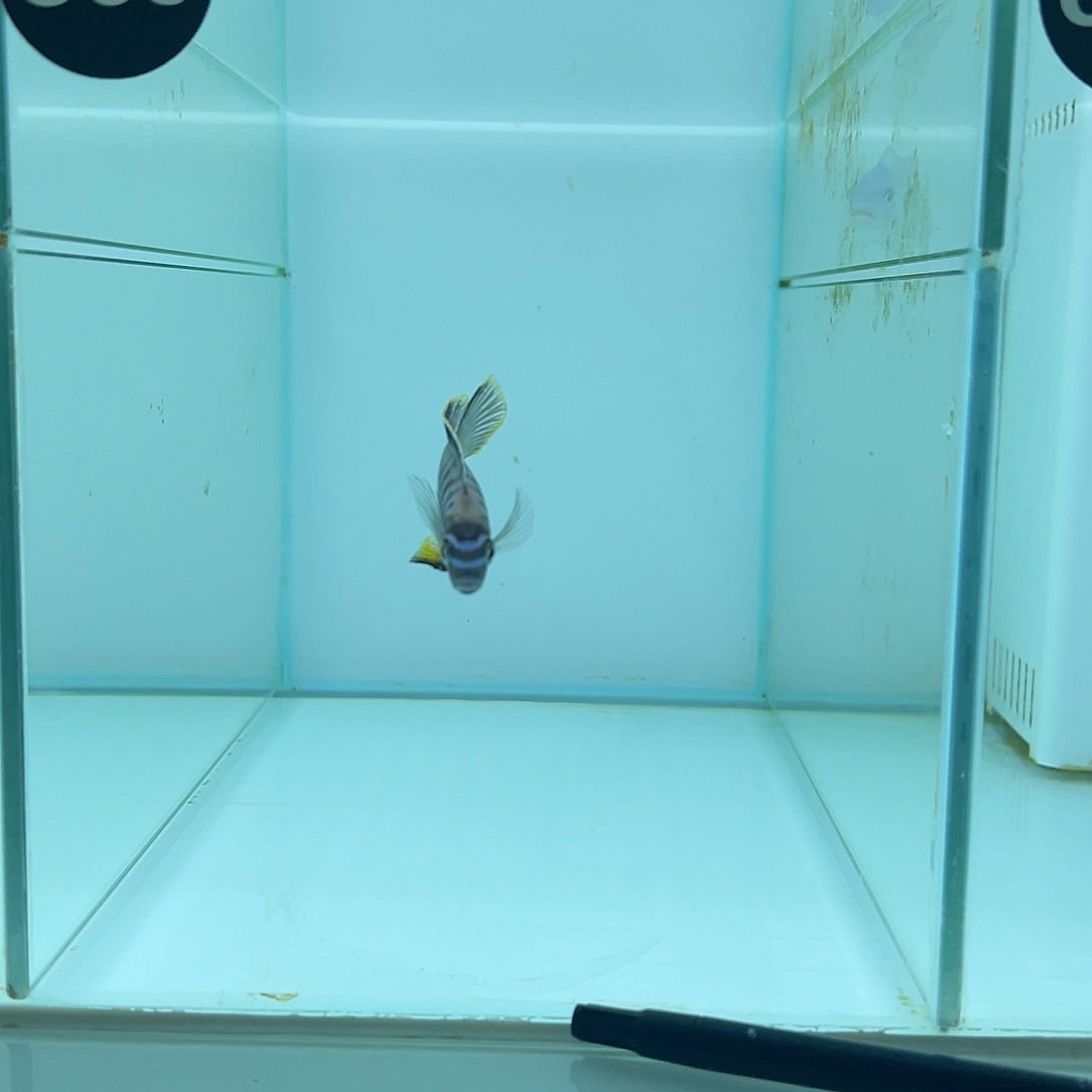 海水鱼，1111111111111111