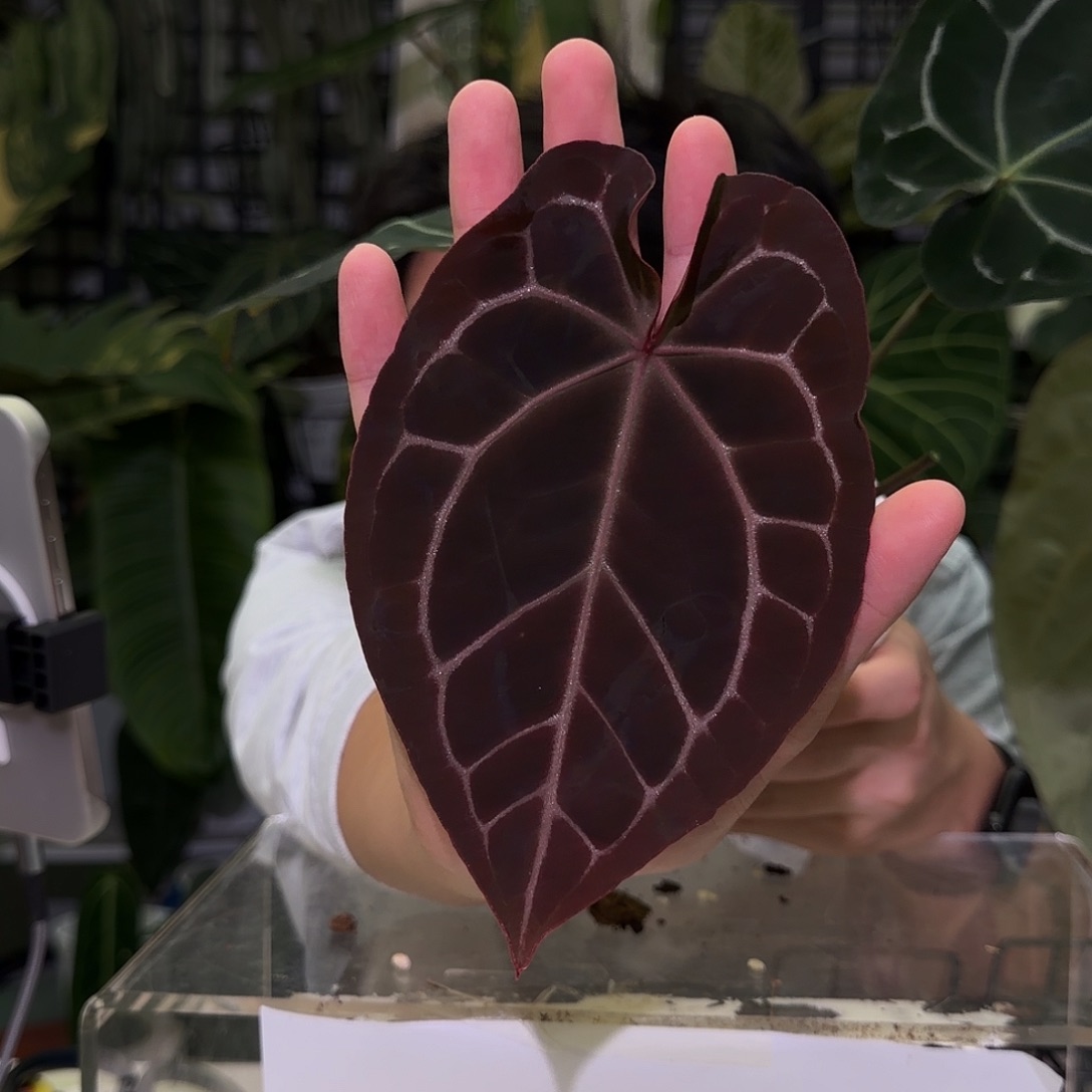 完全开放F498  哥伦比亚杂神奇男孩