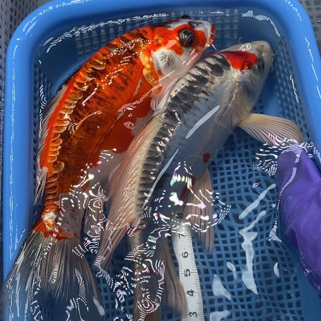 锦鲤冷水锦鲤包邮