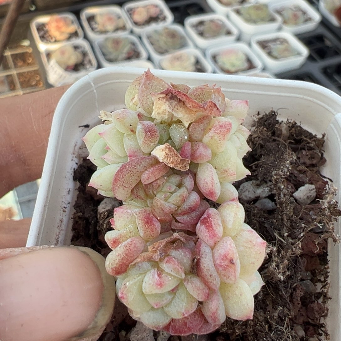 小卡拉米糖心一物一拍