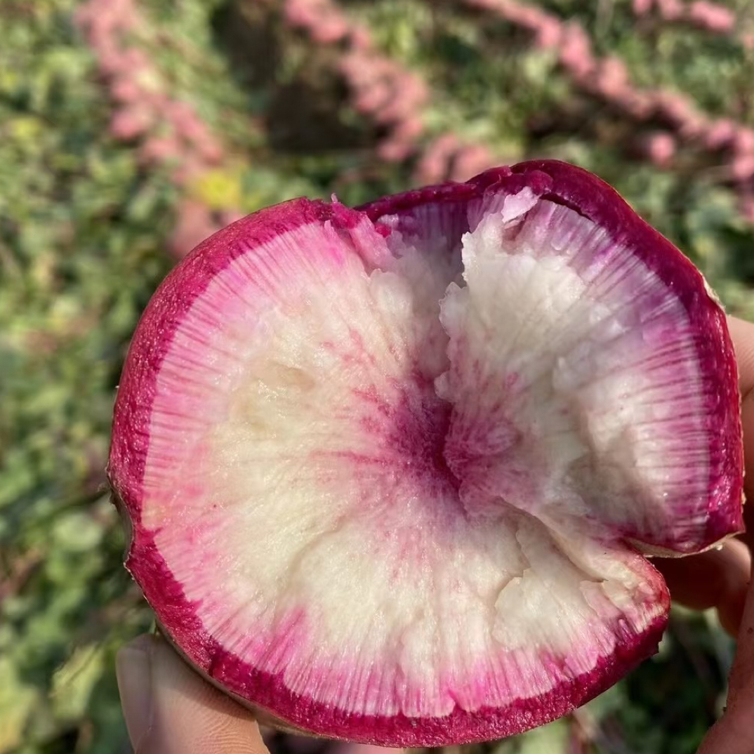 冰淇淋水果萝卜八斤装（活动）冰糖心