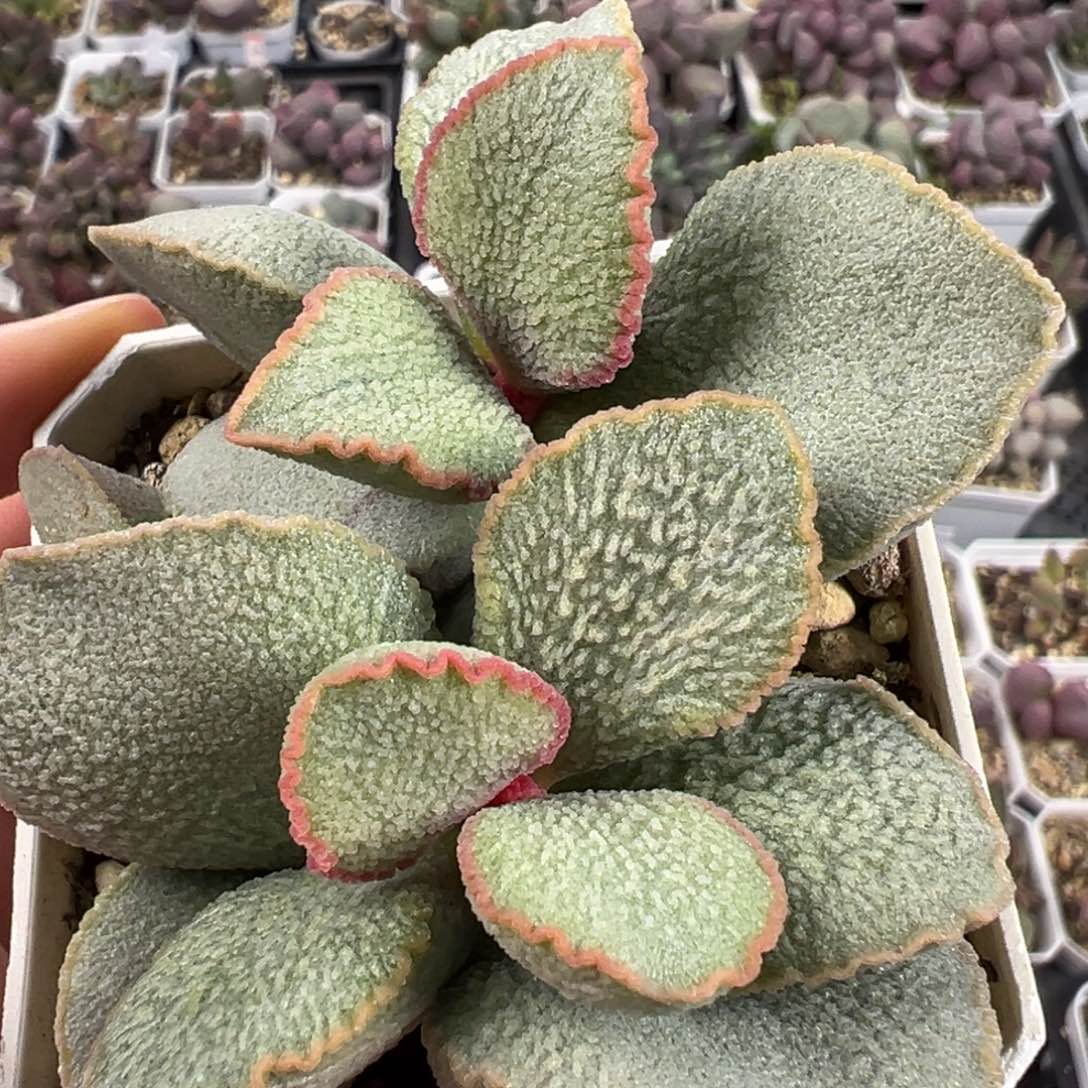 满盆琉璃磨砂蛋多头纯木质桩