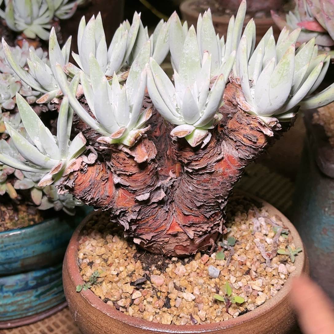 9017雪花仙女杯多肉