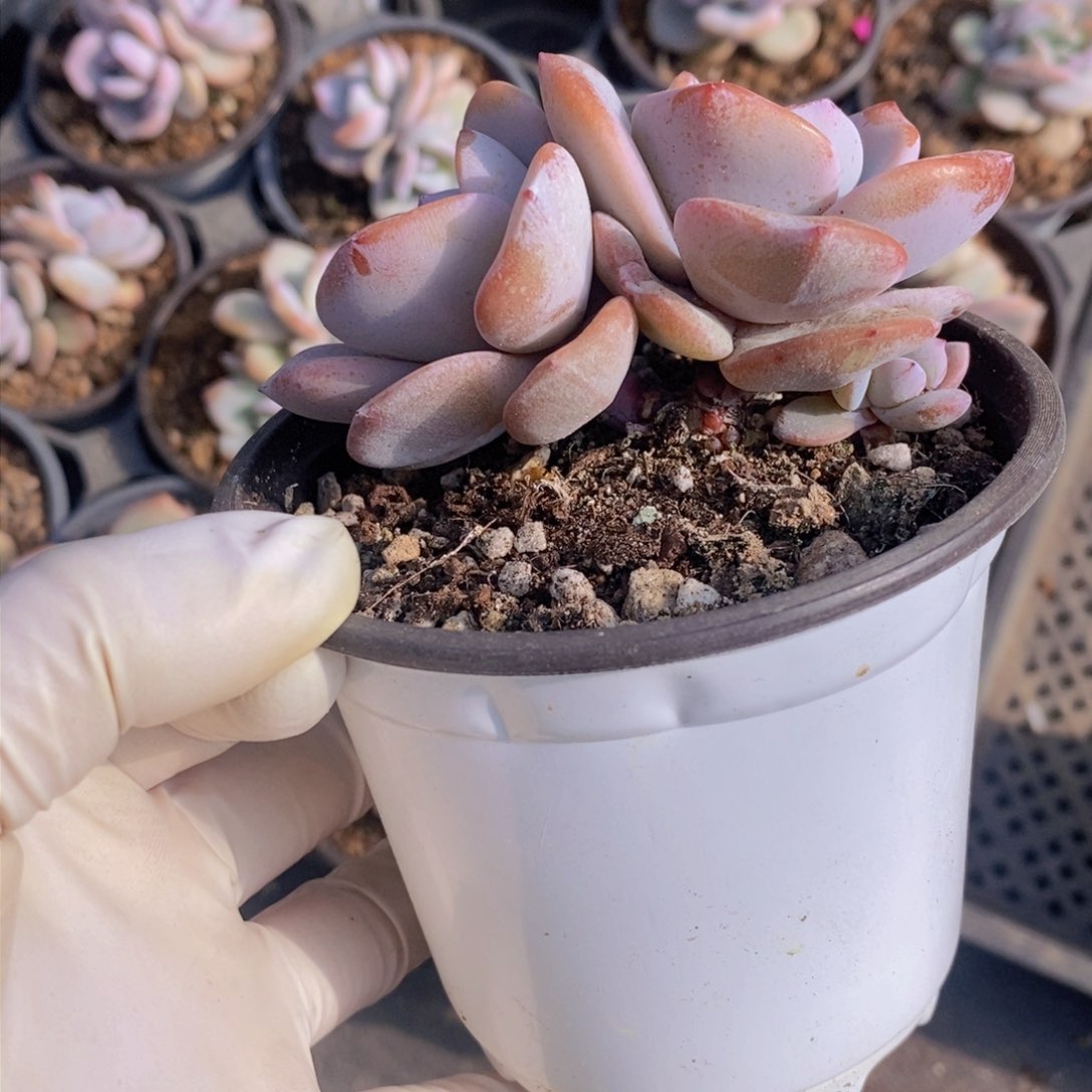 奶茶多肉11111111