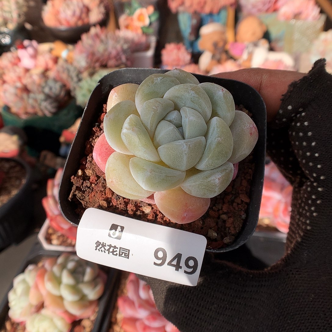 949玉蝴蝶多肉植物666663