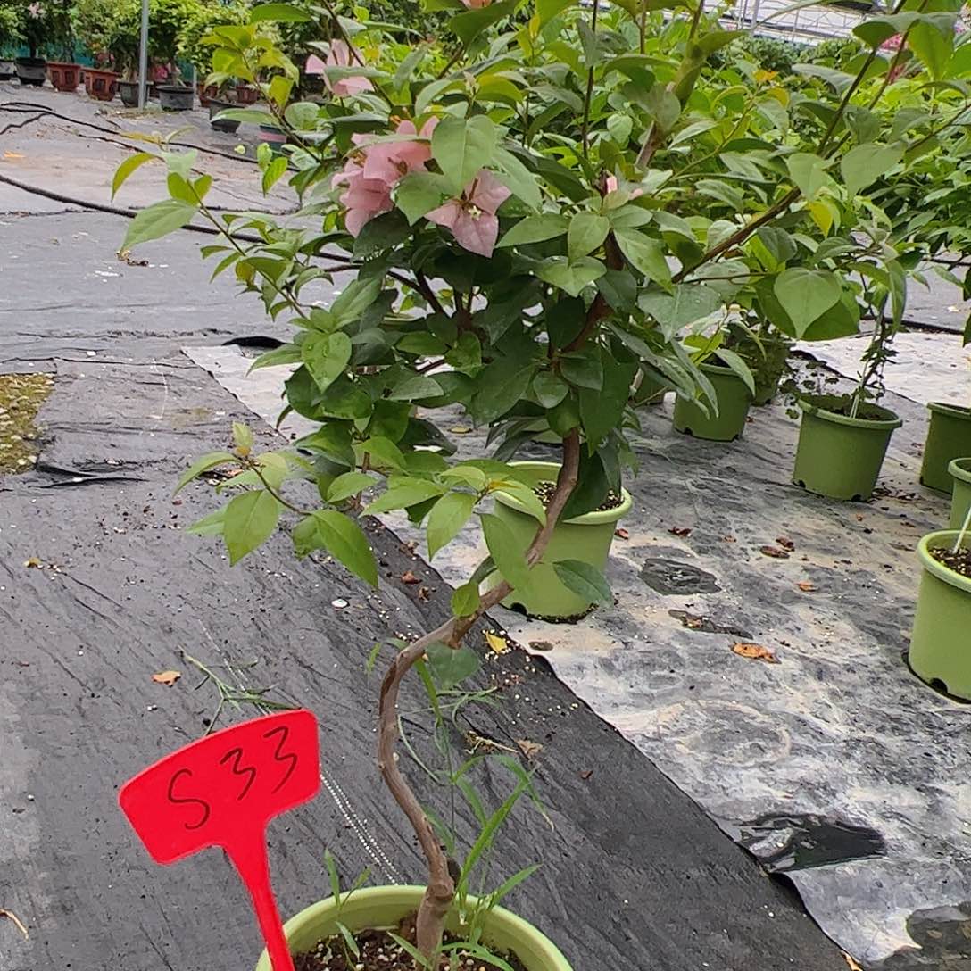 范***大S33金发女郎棒棒糖