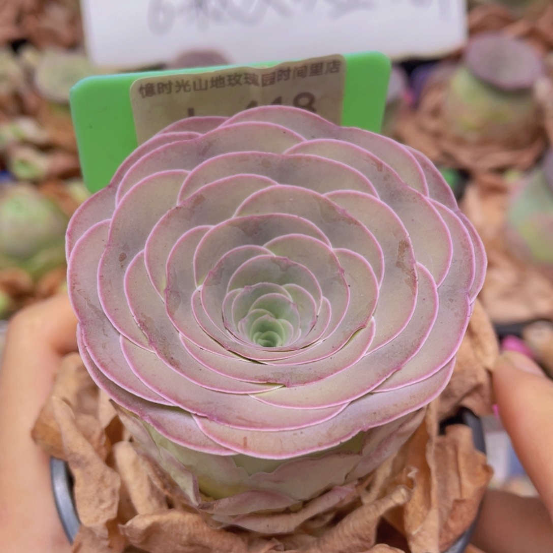 山地玫瑰奚颜J418