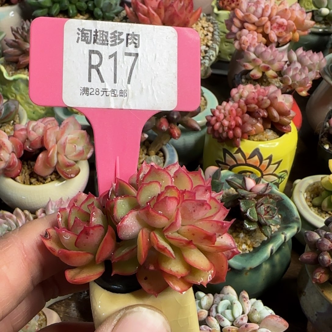 植物牡丹亭最化最化