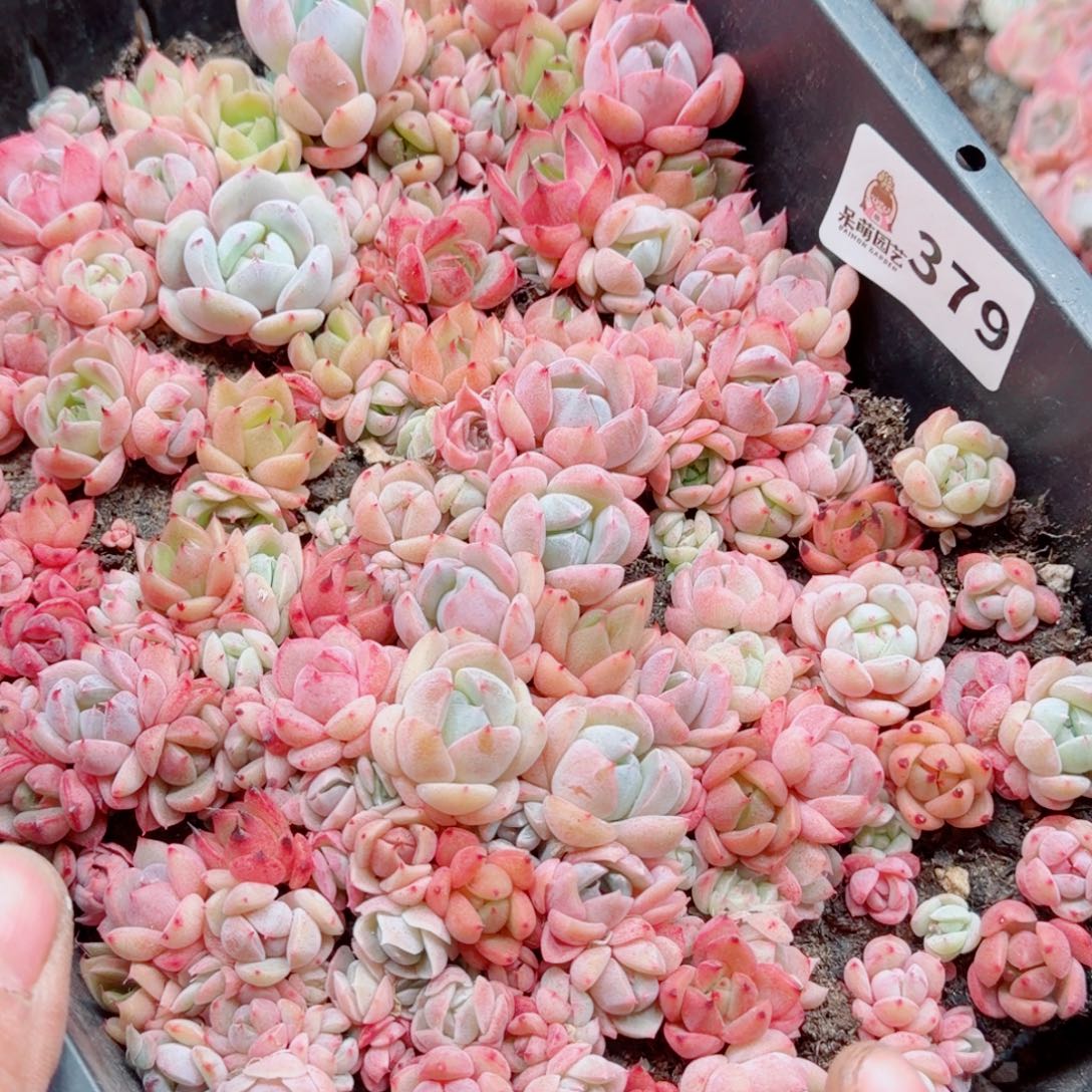 风***悄多肉植物多肉植物