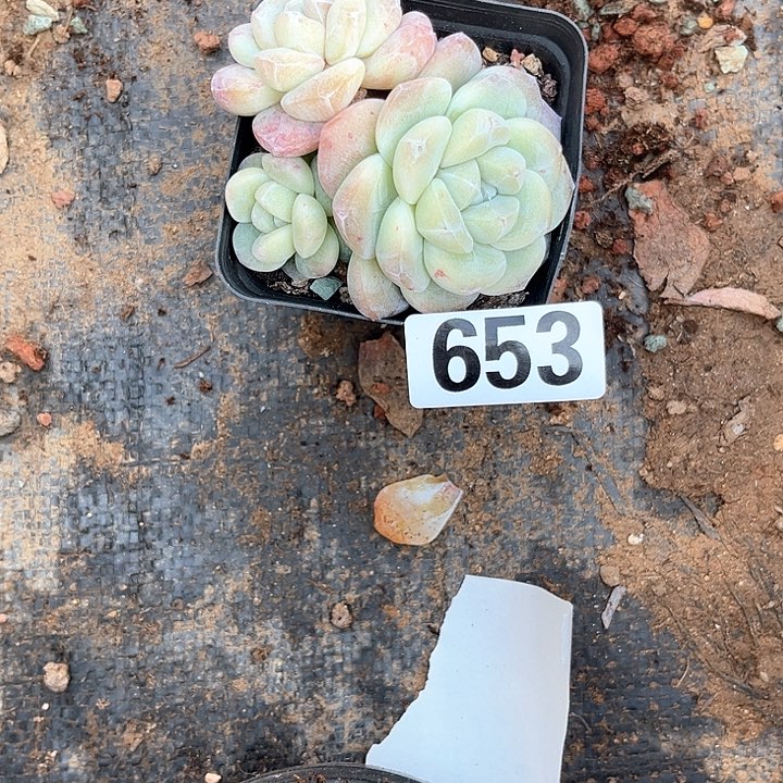 哦*豁多肉植物一物一拍